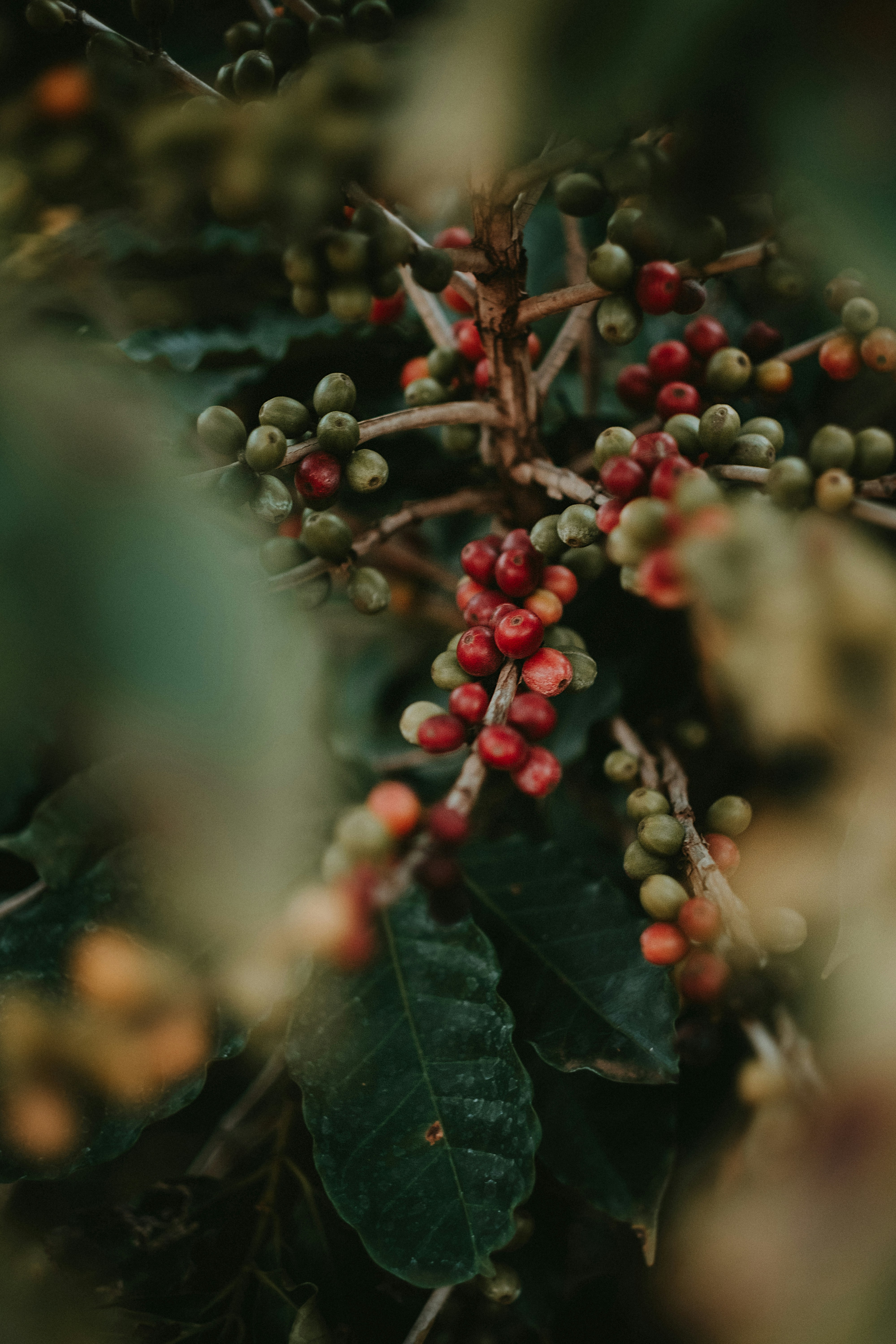 Kopi Robusta Tanggamus